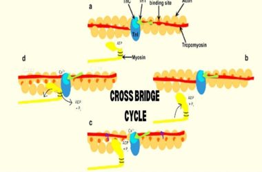 What Is The Role of Calcium In The Cross Bridge Cycle