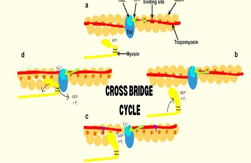 What Is The Role of Calcium In The Cross Bridge Cycle